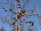 Populus tremula. Часть ветви с развивающимися мужскими соцветиями. Магаданская обл., г. Магадан, мкр-н Автотэк, декоративное озеленение улицы. 17.05.2024.