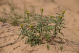 genus Alyssum