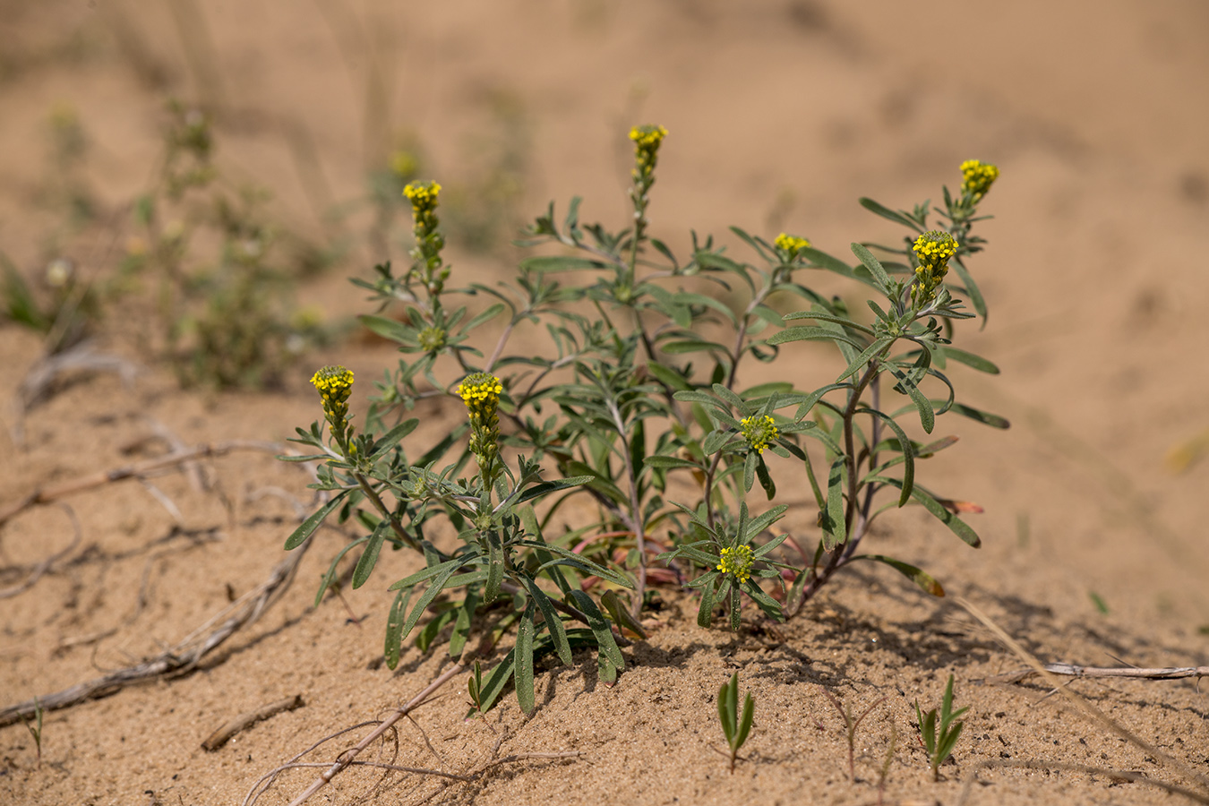 Image of genus Alyssum specimen.