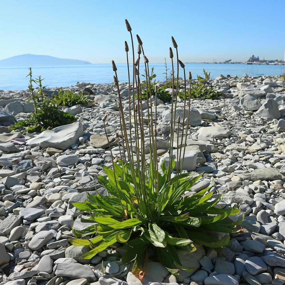 Image of Plantago lanceolata specimen.