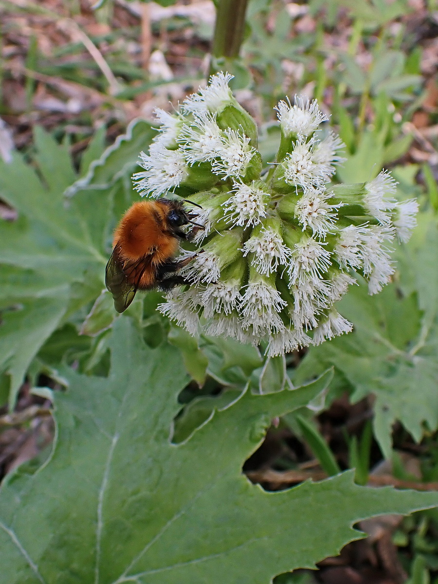 Image of Petasites tatewakianus specimen.
