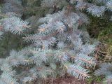 Picea pungens f. glauca