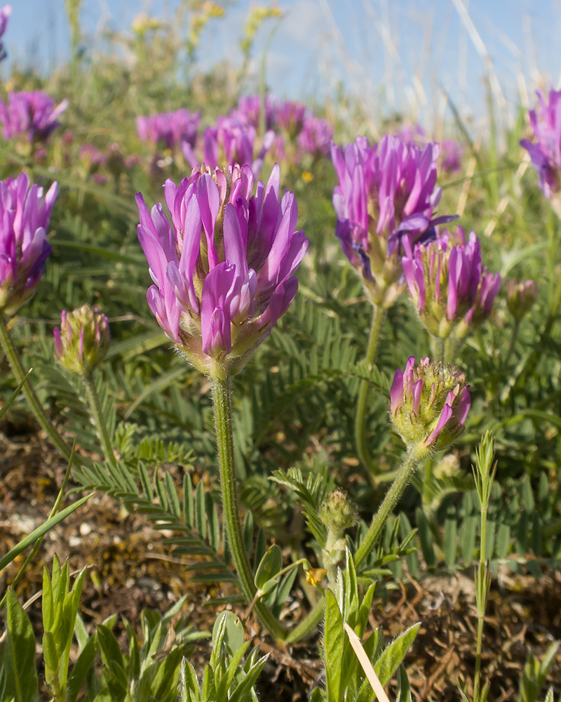 Image of Astragalus circassicus specimen.