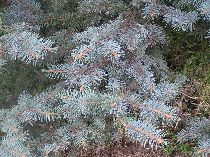 Image of Picea pungens f. glauca specimen.