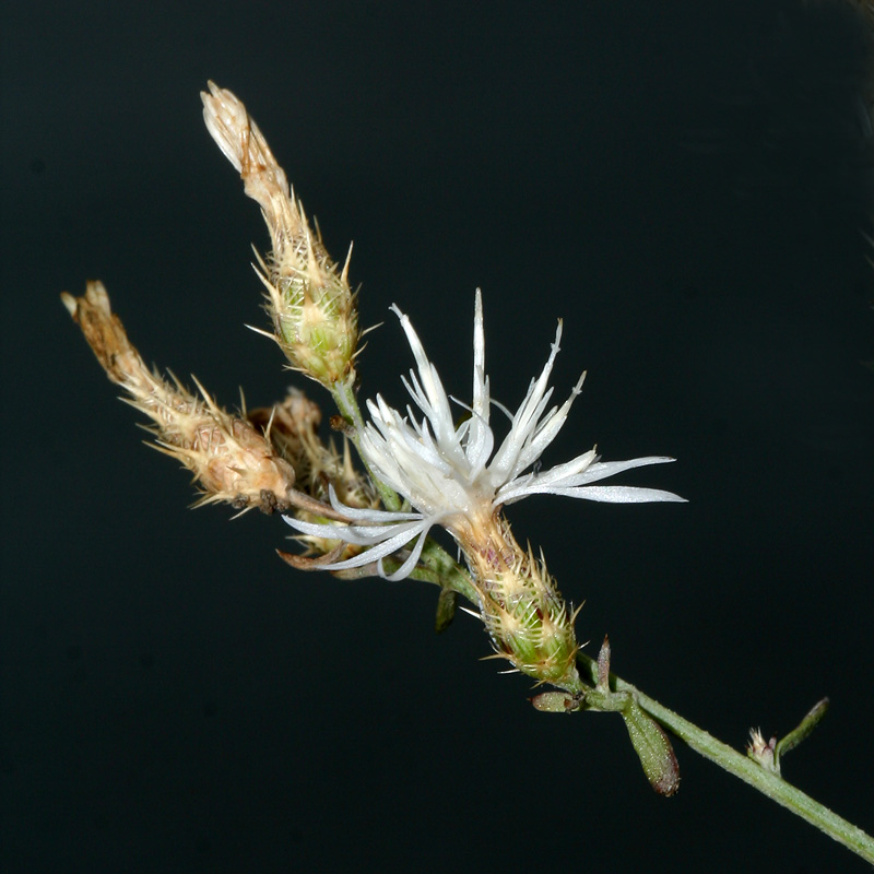 Изображение особи Centaurea diffusa.