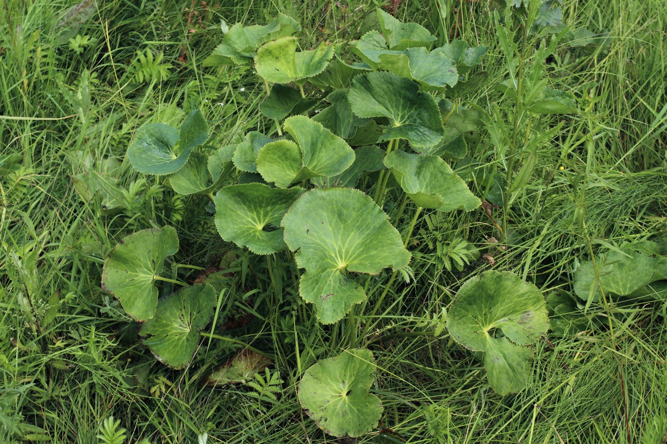 Image of Caltha palustris specimen.