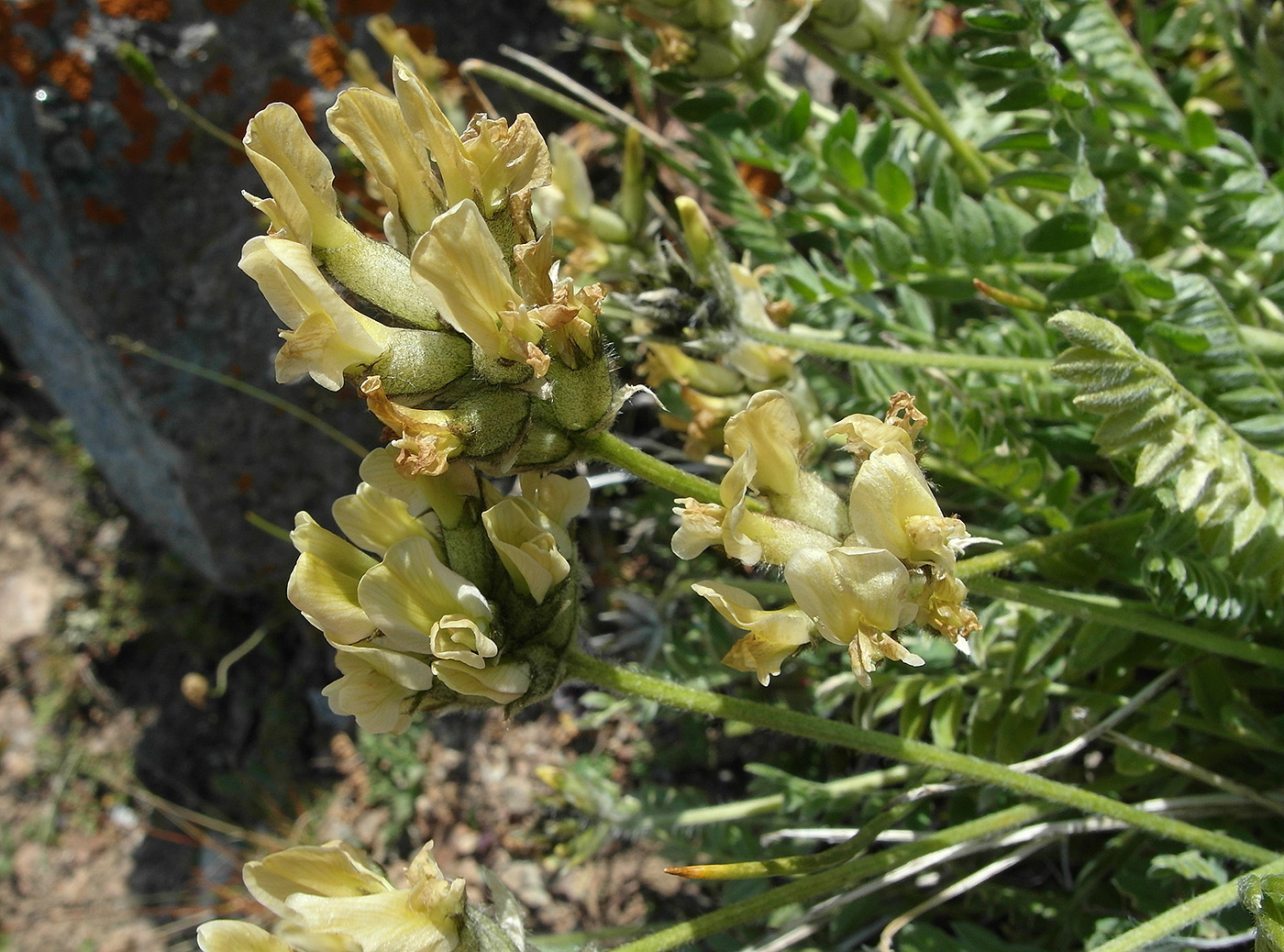 Image of genus Astragalus specimen.