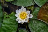 Nymphaea candida
