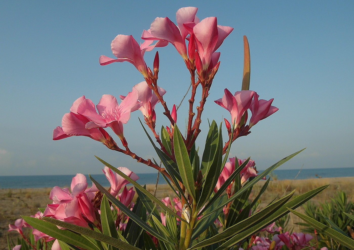 Image of Nerium oleander specimen.