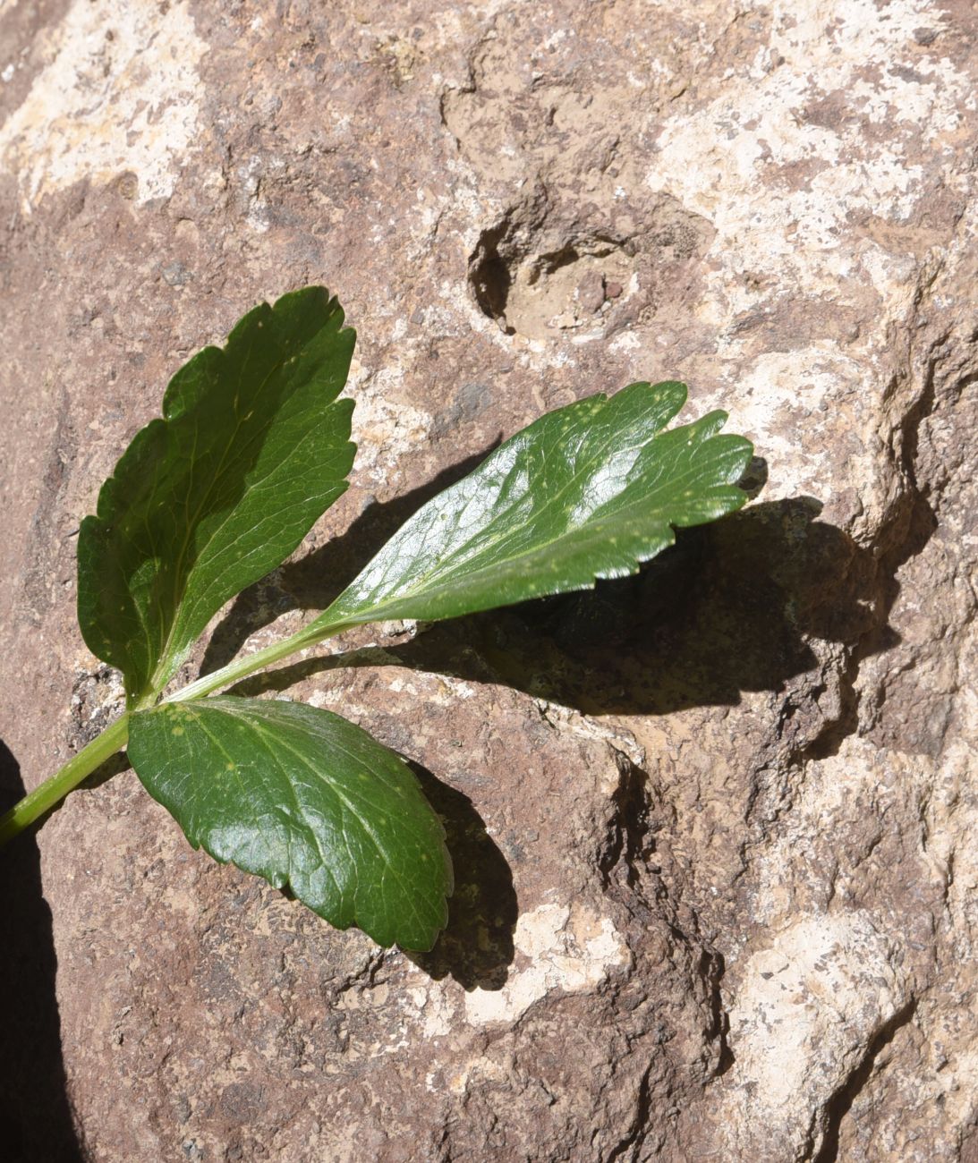 Image of familia Apiaceae specimen.