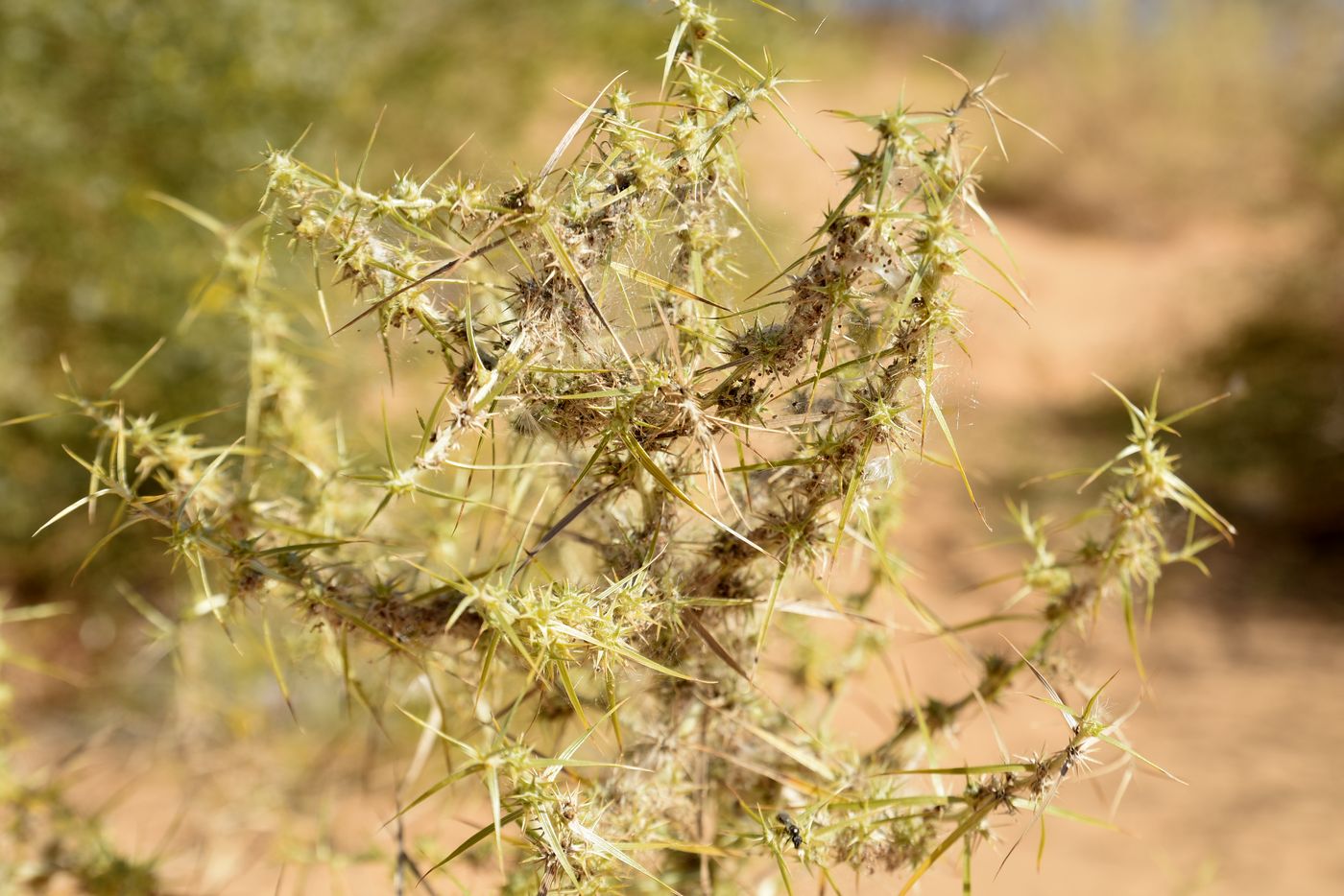 Image of Agriophyllum pungens specimen.