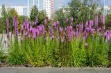 Liatris spicata