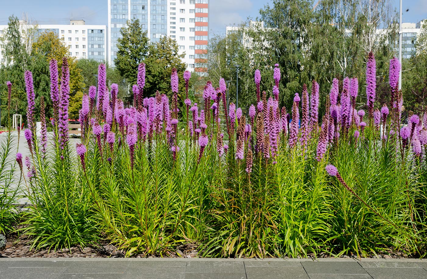Изображение особи Liatris spicata.