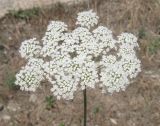 Pimpinella peregrina. Соцветие. Крым, Ялта, Грузпорт, выбитый участок с рудеральной растительностью. 10 июня 2010 г.