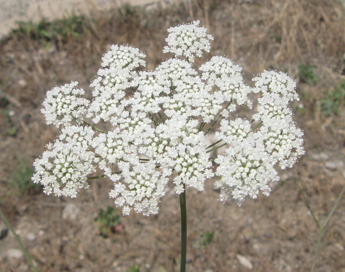 Image of Pimpinella peregrina specimen.
