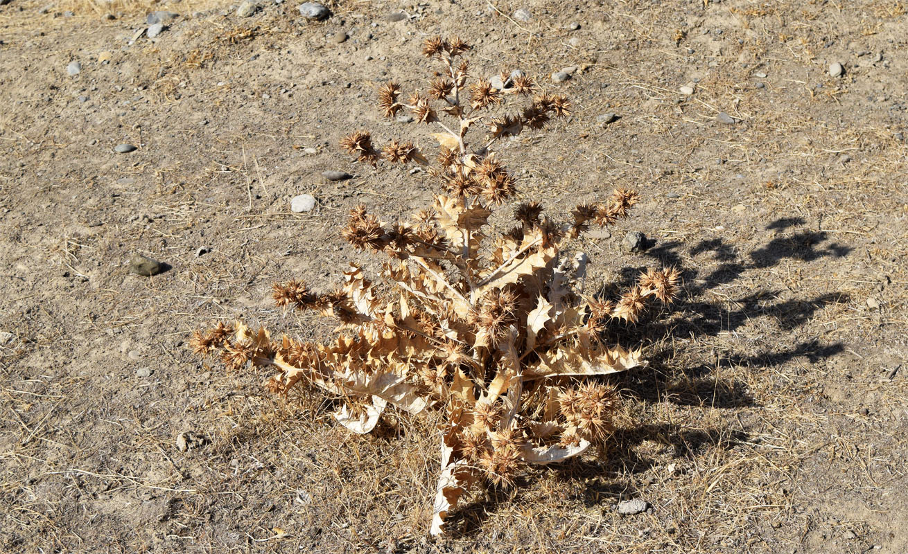 Image of Cousinia polycephala specimen.