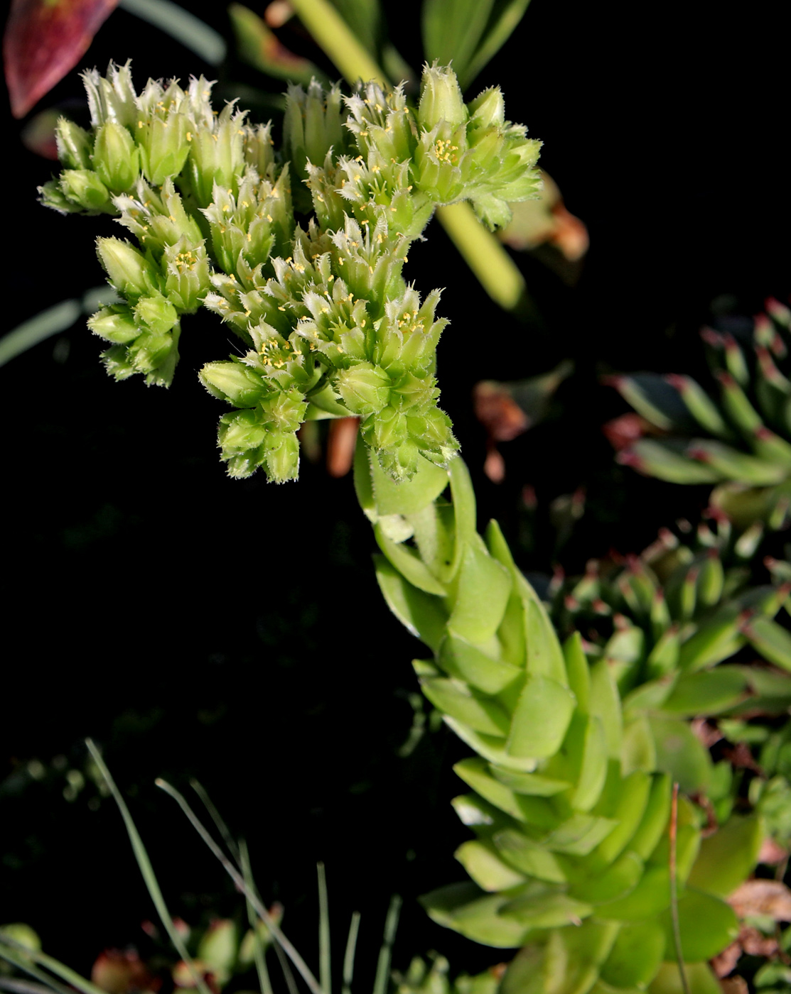 Изображение особи Jovibarba globifera.
