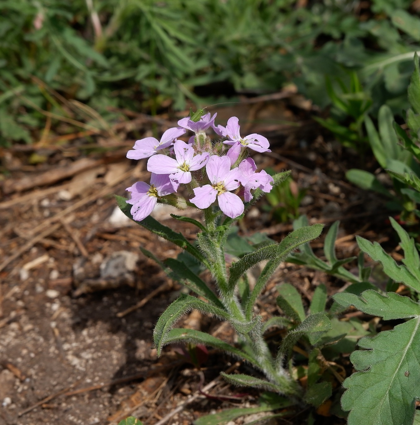Image of Clausia aprica specimen.