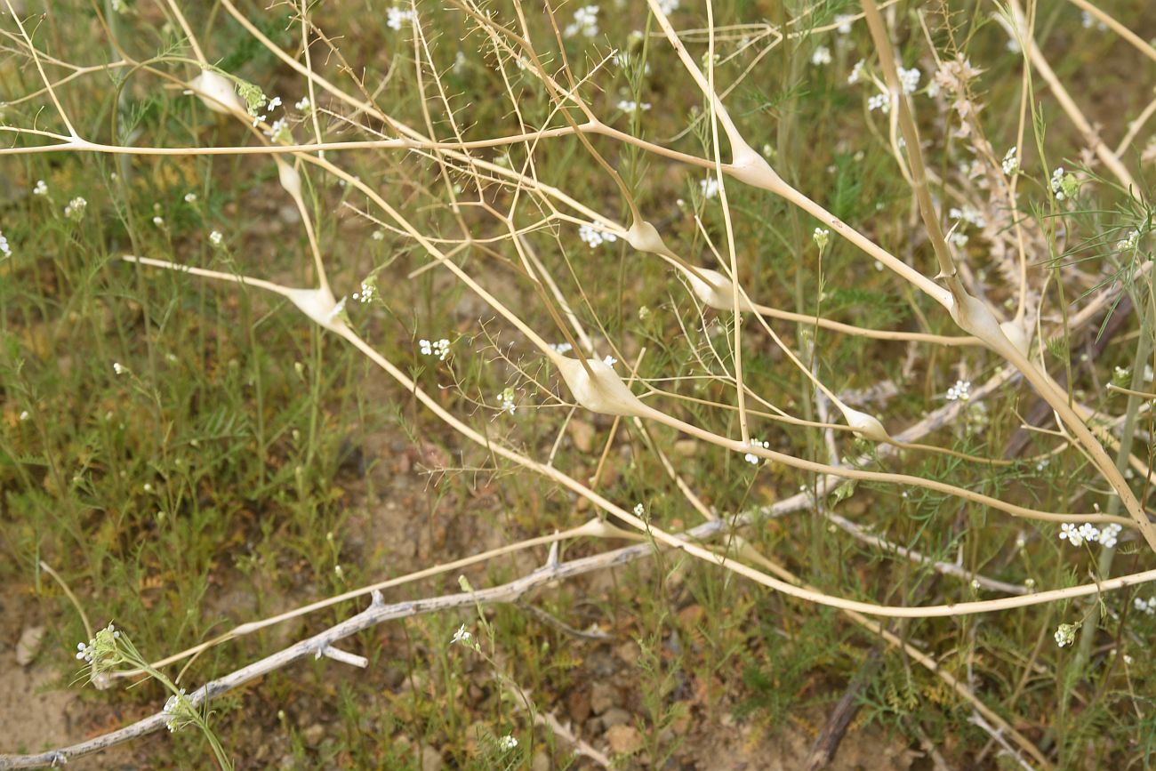 Image of Lepidium vesicarium specimen.