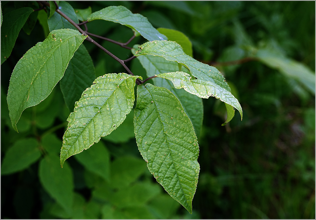 Изображение особи Padus avium.
