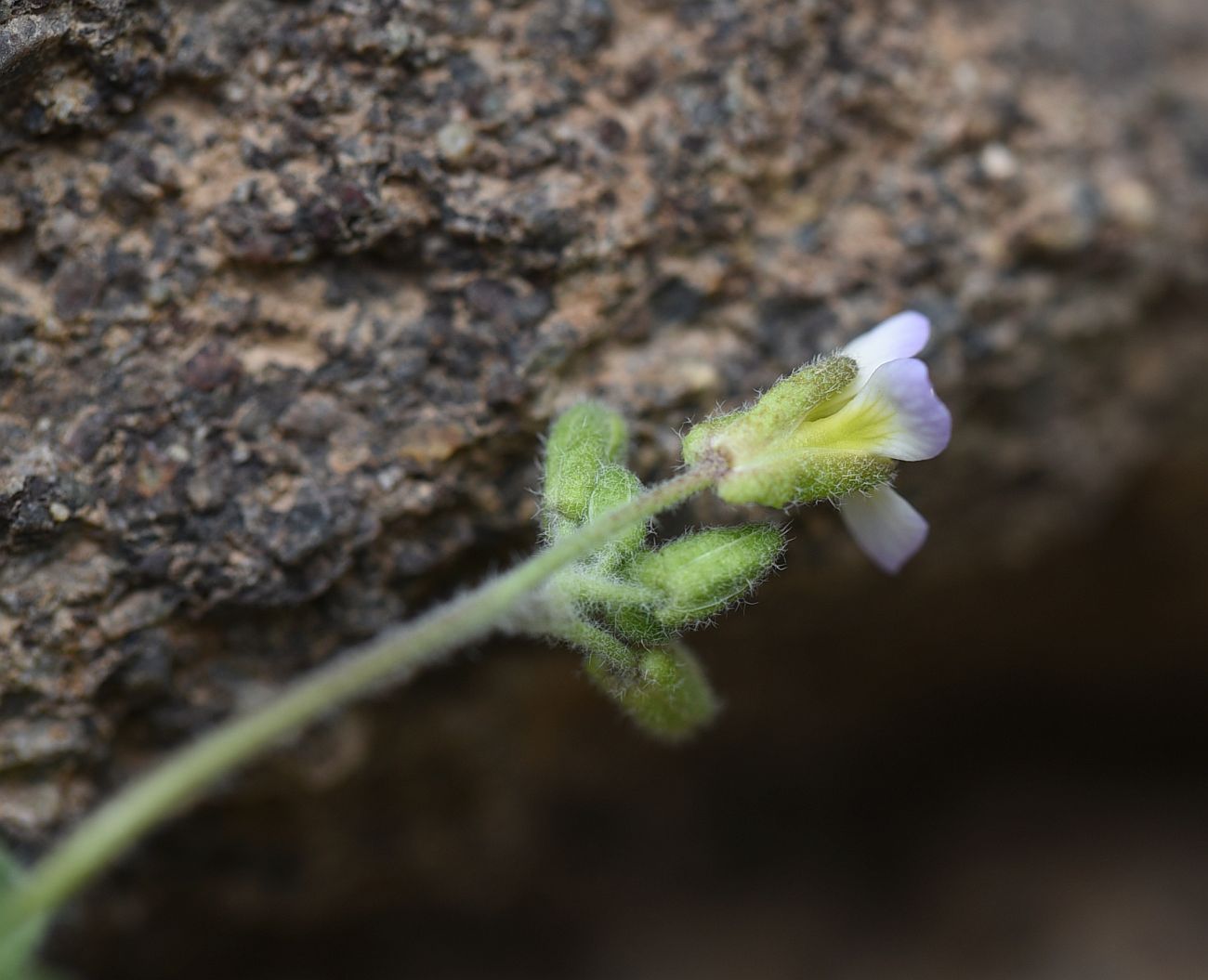 Изображение особи Arabis farinacea.