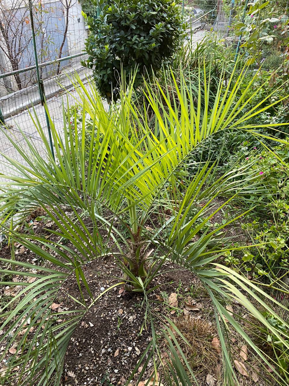 Image of genus Butia specimen.