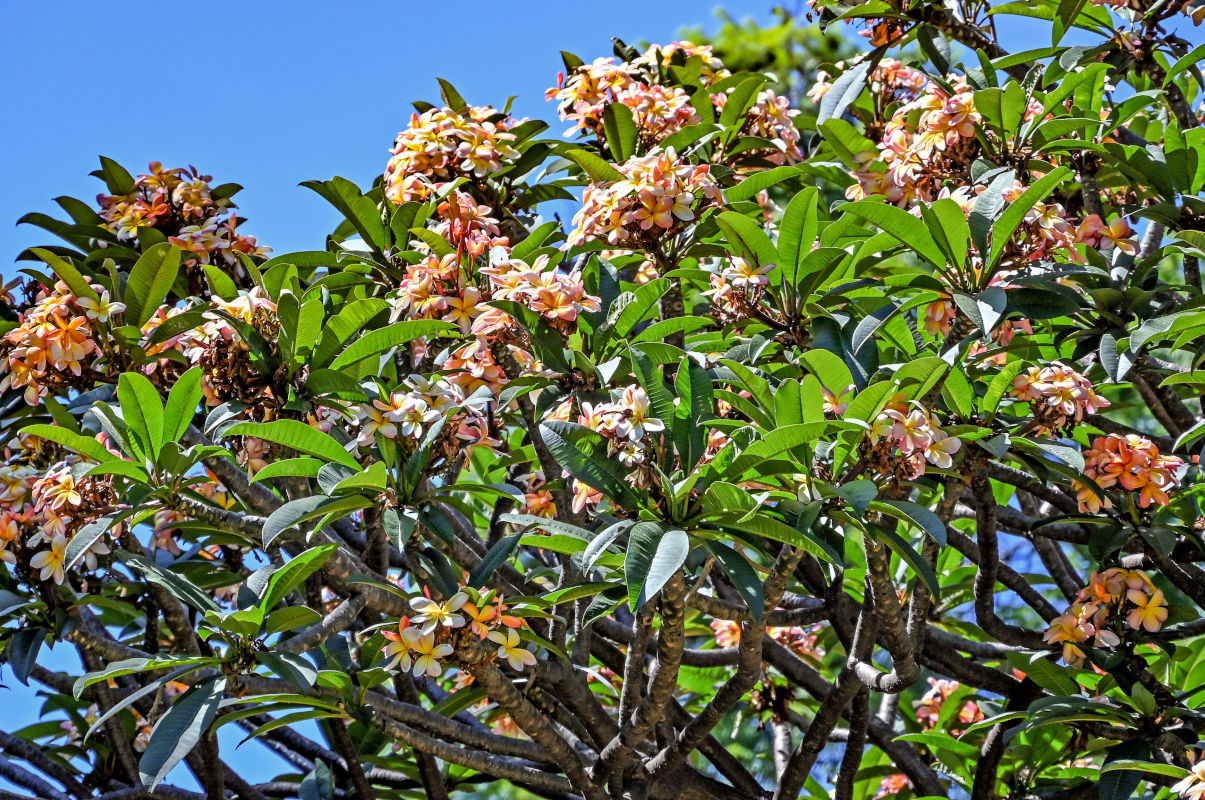 Image of Plumeria rubra specimen.