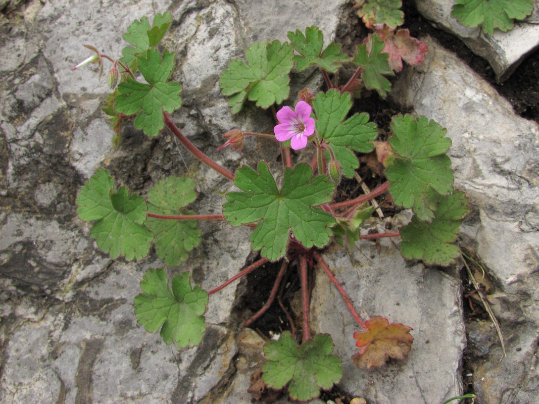 Image of Geranium rotundifolium specimen.