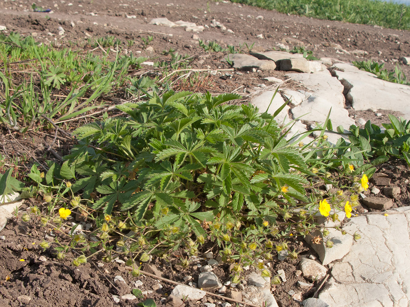 Image of Potentilla sphenophylla specimen.