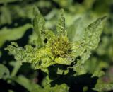 Inula orientalis. Верхушка растения с развивающимся соцветием. Абхазия, Гудаутский р-н, Рицинский реликтовый национальный парк, хр. Авадхара, дол. р. Авадхара, альпийский луг. 1600 м н.у.м. 09.06.2025.