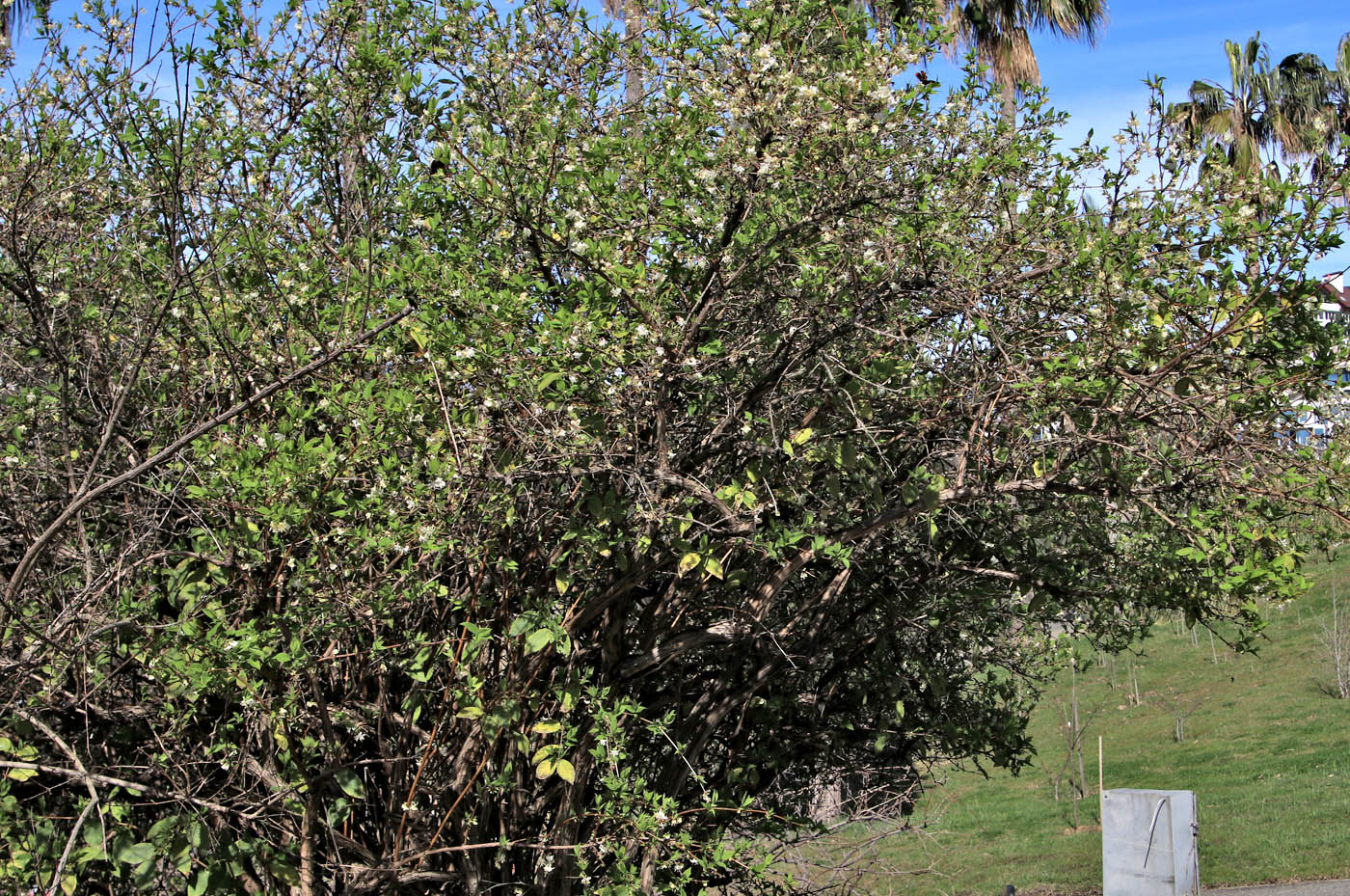 Изображение особи Lonicera fragrantissima.