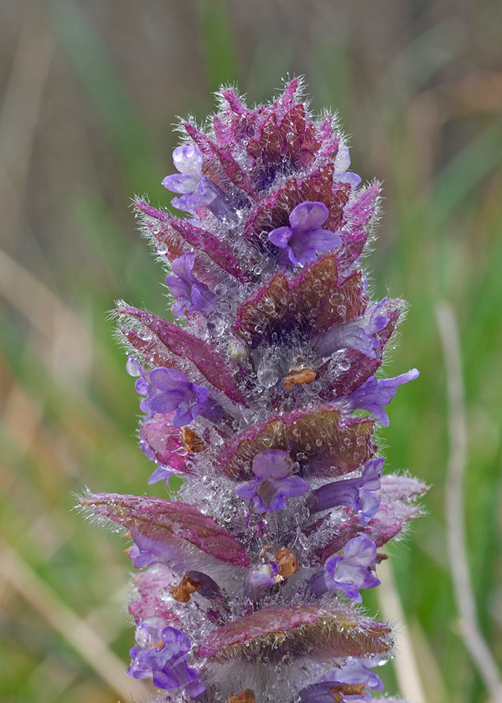 Изображение особи Ajuga orientalis.