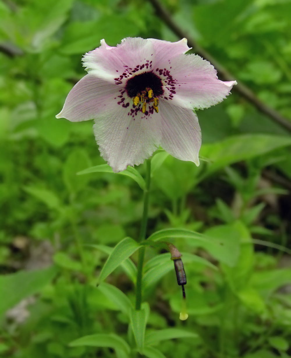 Изображение особи Nomocharis farreri.