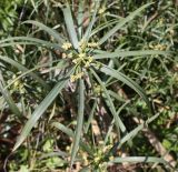 Cyperus involucratus. Соцветие с присоцветными листьями. Израиль, г. Кармиэль, городской парк, у пруда. 13.02.2011.