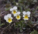 Viola arvensis. Цветущие растения. Московская обл., ГО Химки, дер. Елино; обочина дороги. 01.05.2026.