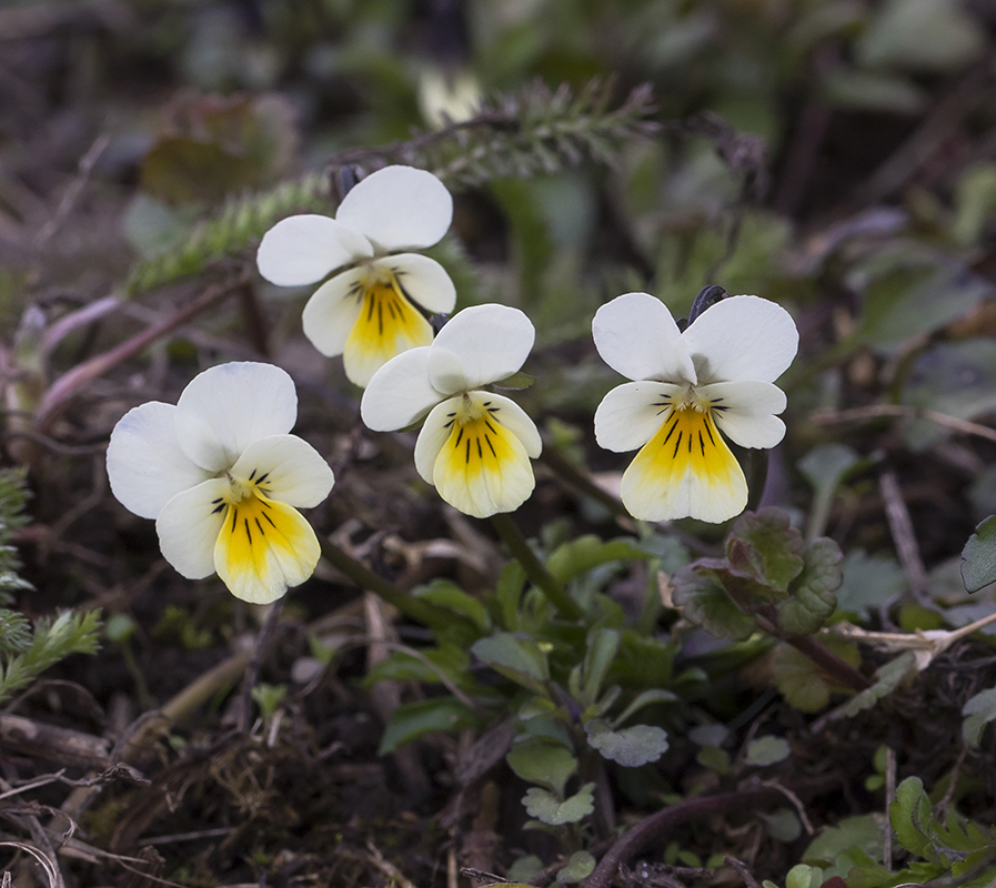 Image of Viola arvensis specimen.