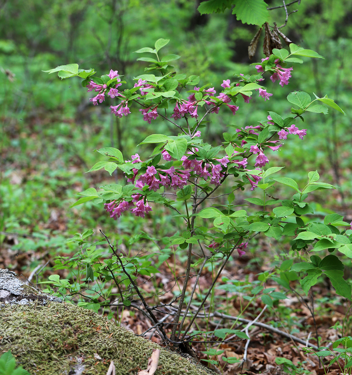 Image of Weigela praecox specimen.