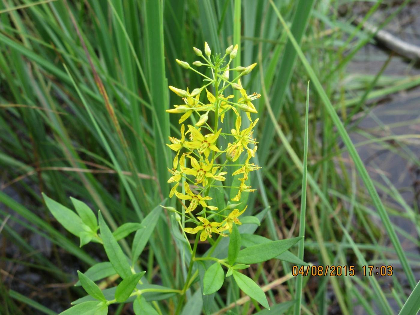Image of genus Lysimachia specimen.