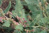 Astragalus nachitschevanicus