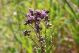 Cirsium arvense. Верхушка цветущего растения с кормящимися(?) божьими коровками, шмелем(?) и другими насекомыми. Беларусь, Брестская обл., Каменецкий р-н, окр. дер. Верховичи, пруд Сипурка. 01.07.2026.
