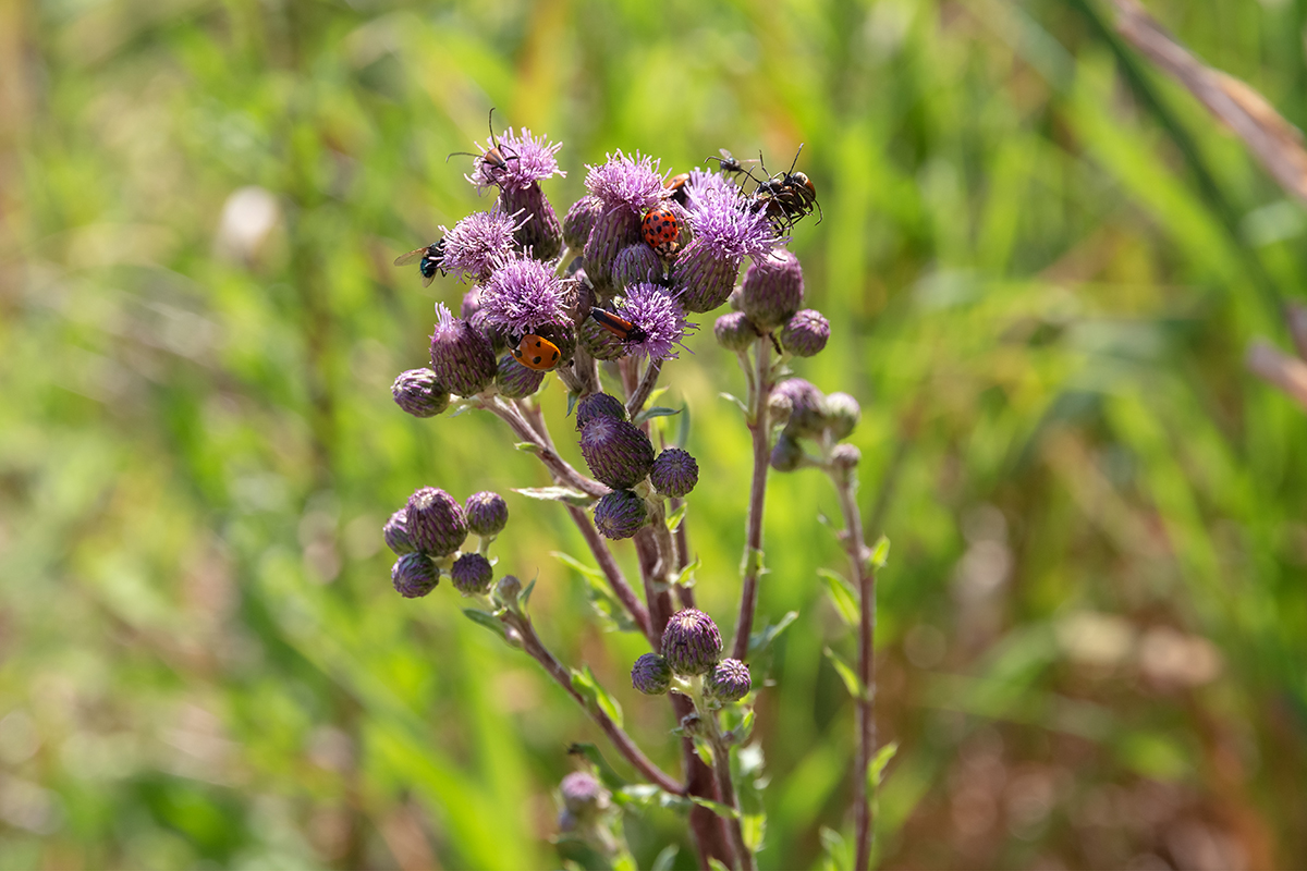 Image of Cirsium arvense specimen.