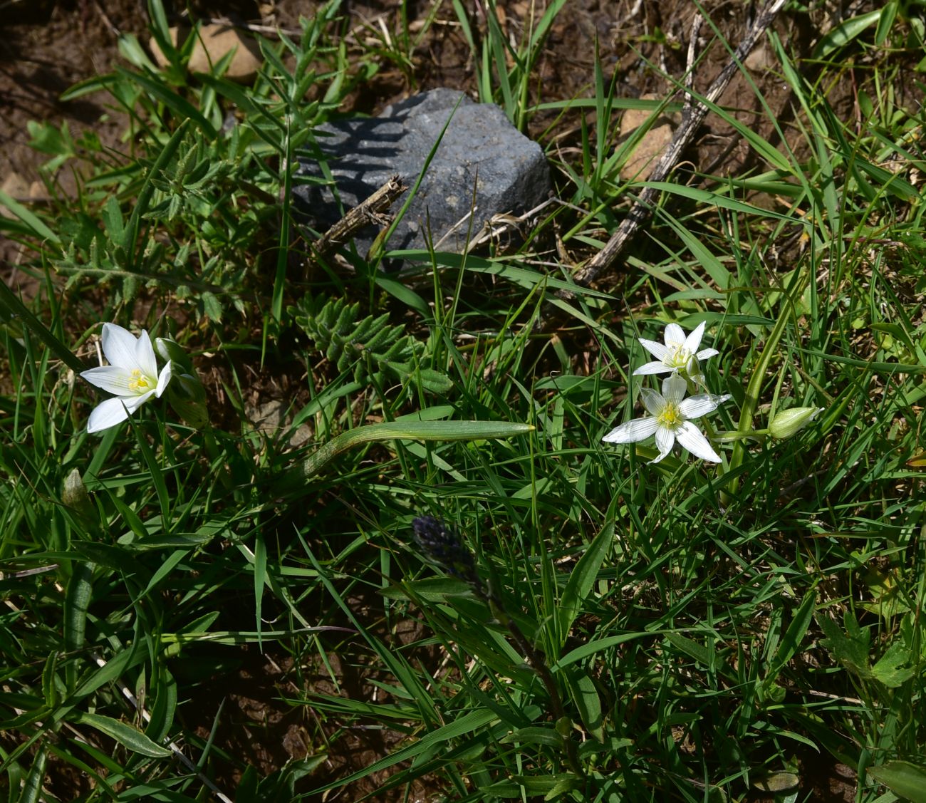 Изображение особи род Ornithogalum.