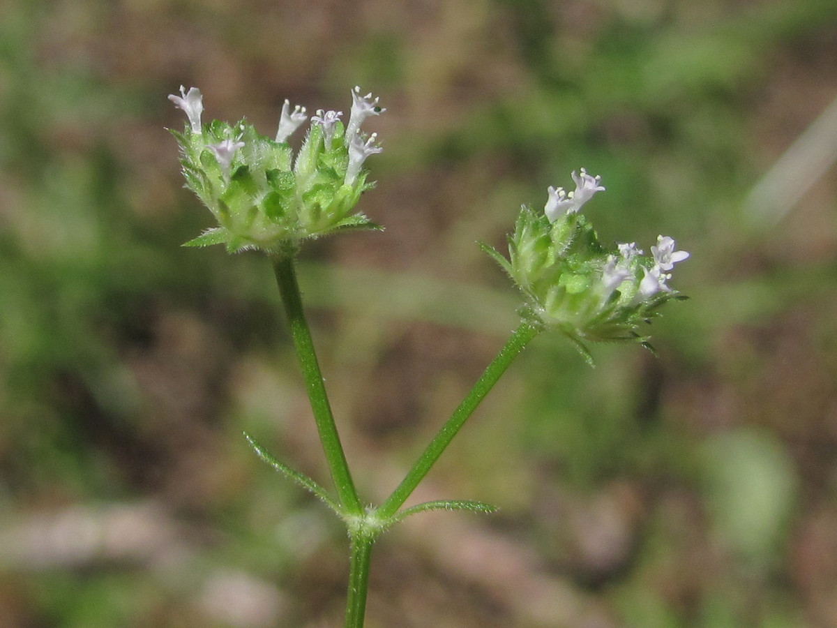 Image of Valerianella muricata specimen.