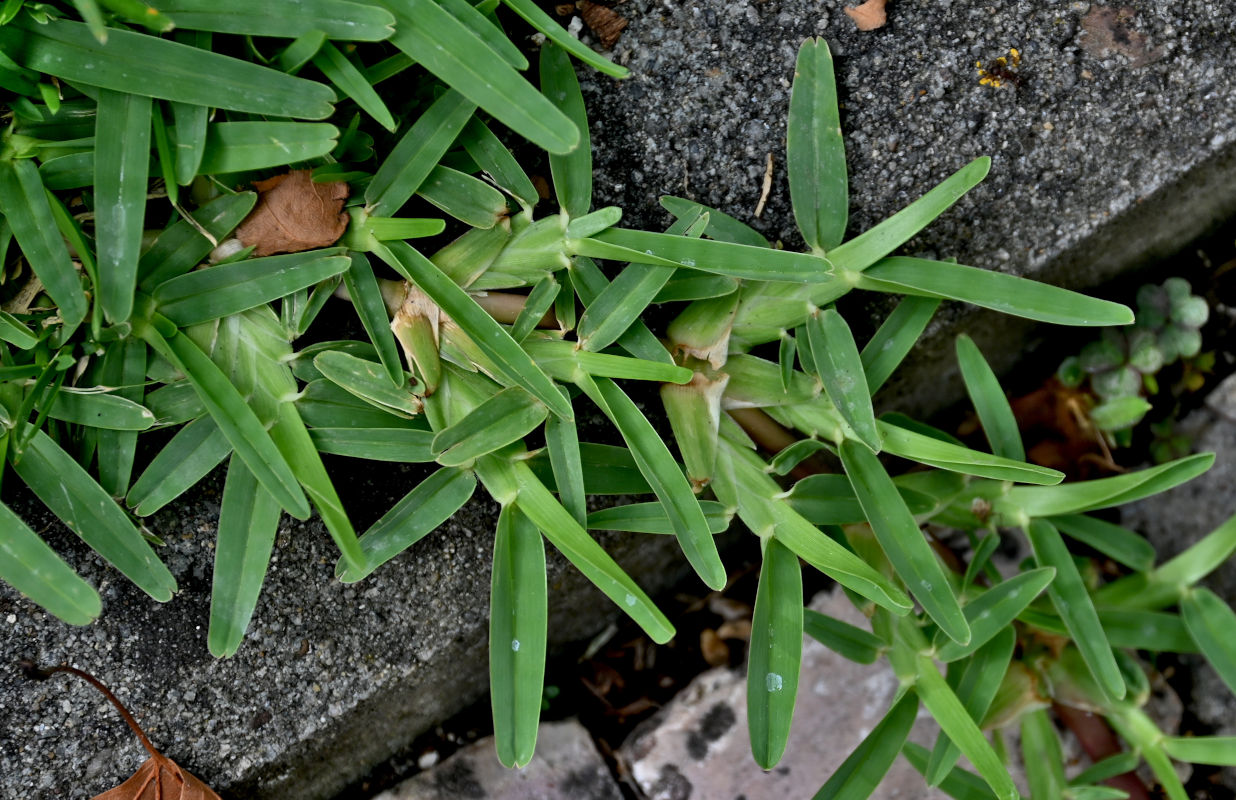 Image of Stenotaphrum secundatum specimen.