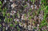 Cardiospermum grandiflorum. Части побегов с соплодиями. Португалия, о-в Мадейра, пос. Рибейра-Брава, скалистый склон. 19.08.2025.