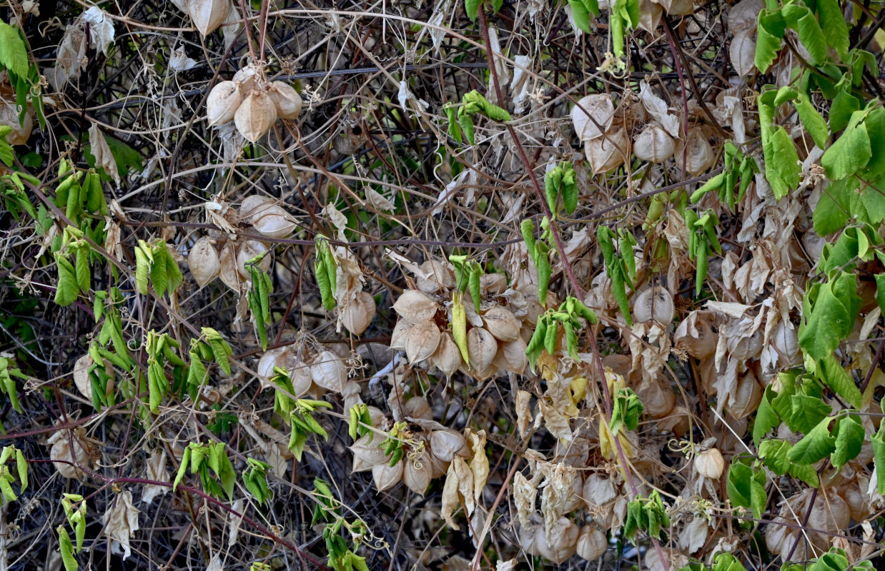 Image of Cardiospermum grandiflorum specimen.