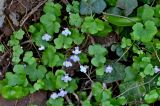 Cymbalaria muralis. Верхушки побегов цветущих растений (рядом видны листья Hedera). Португалия, о-в Мадейра, окр. г. Камаша, опушка лиственного леса, крутой склон. 09.06.2026.