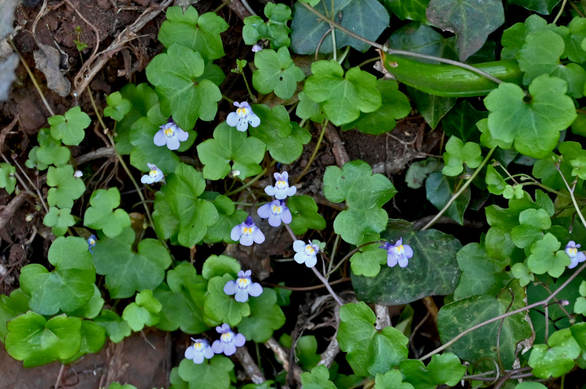 Image of Cymbalaria muralis specimen.