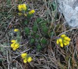 Draba cuspidata. Цветущее растение. Крым, гора Чатыр-Даг (верхнее плато). 30.04.2011.