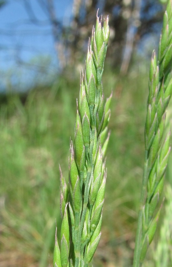 Image of Festuca rubra specimen.